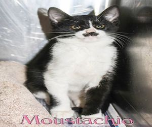 Pet of the Day: Moustachio
