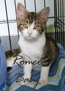 Pet of the Day: Romeo