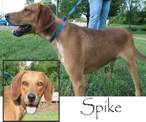 Pet of the Day: Spike