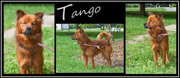 Pet of the Day: Tango