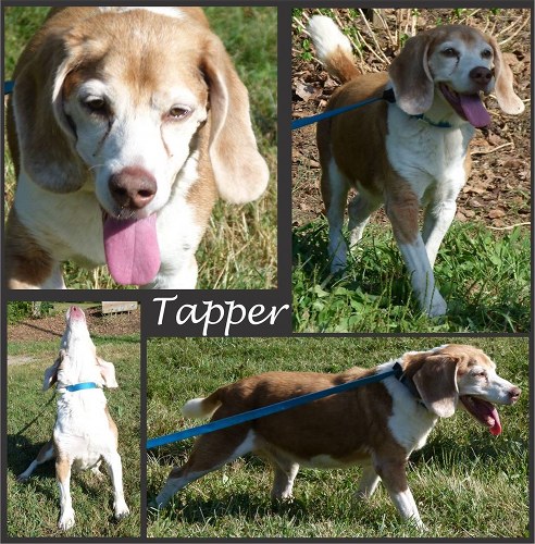 Pet of the Day: Tapper