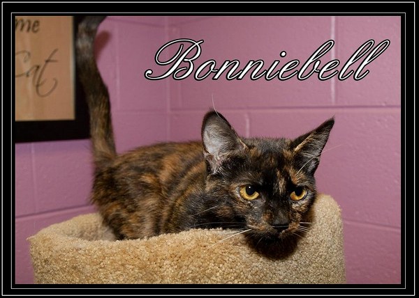 Pet of the Day: Bonniebell