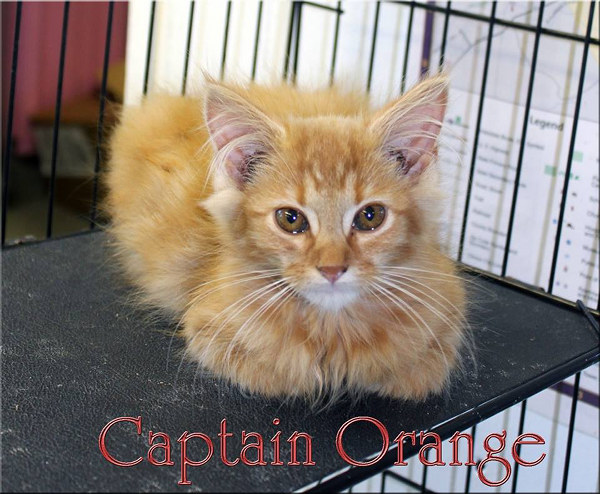 Pet of the Day: Captain Orange