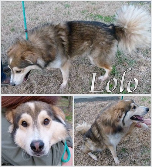 Pet of the Day: Lolo