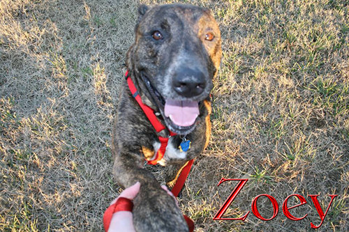 Pet of the Day: Zoey