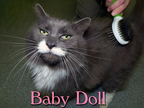 Pet of the Day: Baby Doll