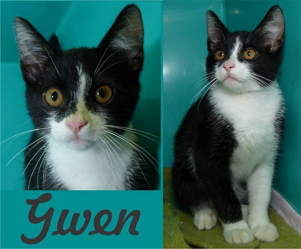 Pet of the Day: Gwen