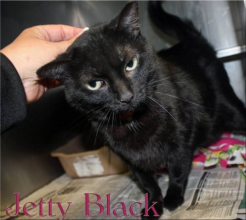 Pet of the Day: Jetty Black