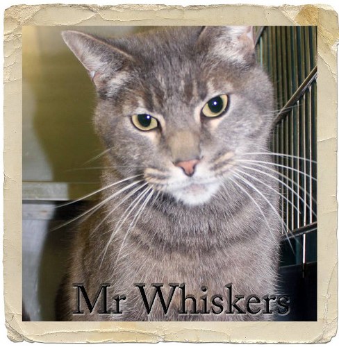 Pet of the Day: Mr. Whiskers