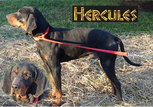 Pet of the Day: Hercules