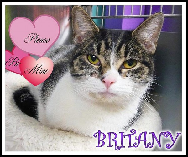 Pet of the Day Britany