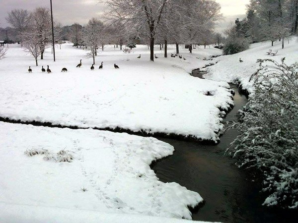 Snow at Civic Center and Geese on Feb. 26, 2015