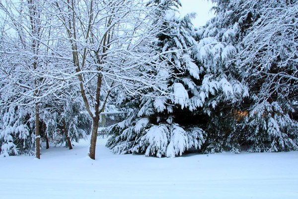 Snow in Oak Ridge on Feb. 26, 2015