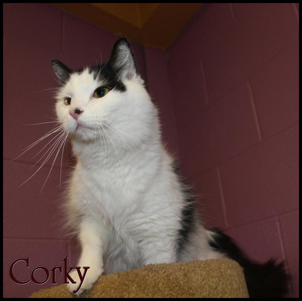 Pet of the Day: Corky