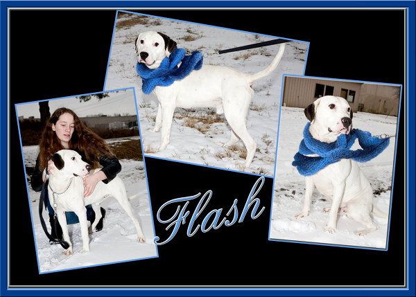 Pet of the Day: Flash