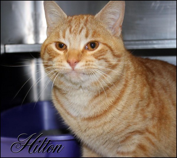 Pet of the Day: Hilton