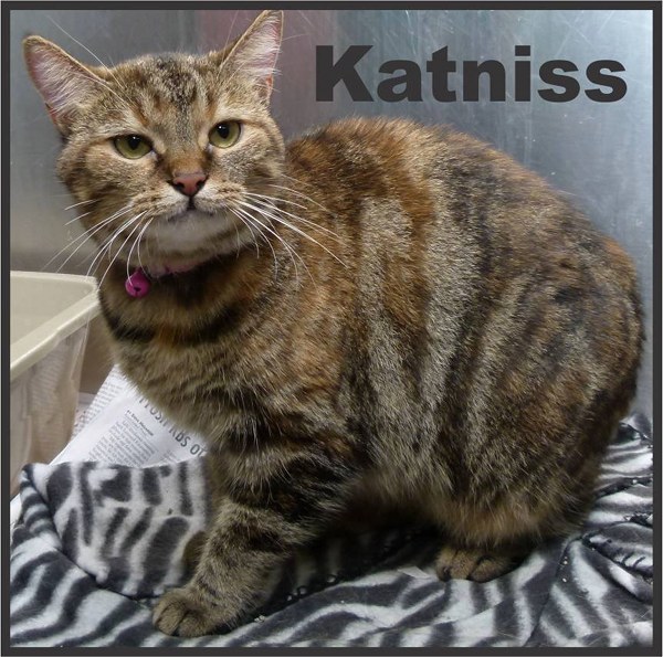 Pet of the Day: Katniss