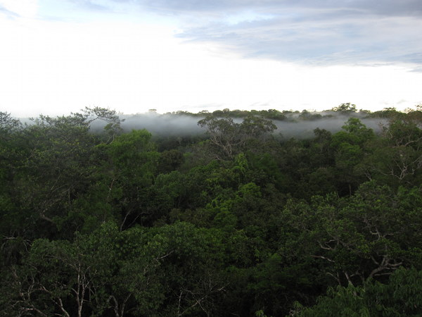 Amazon Tropical Rainforests
