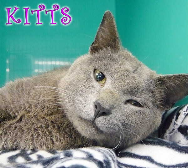 Pet of the Day: Kitts