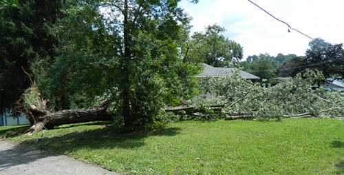 Laurel Road Tree Down