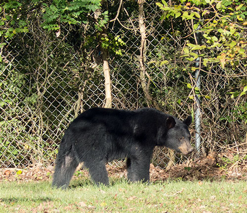 ACHS Bear at Fence on Oct. 6, 2015