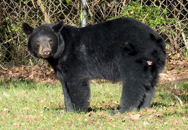 Black Bear at Anderson County High School on Oct. 6, 2015
