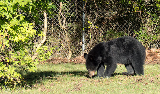 Black Bear Eating at Anderson County High School on Oct. 6, 2015
