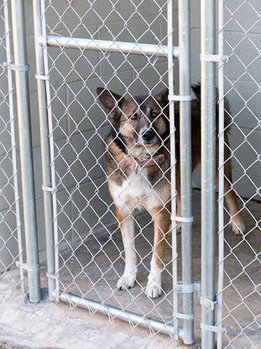 Anderson-County-Animal-Holding-Facility-Dog-2-Jan-29-2016