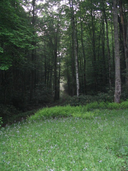 John R. Dickey Birch Branch Sanctuary in Shady Valley is pictured above. (Submitted photo)