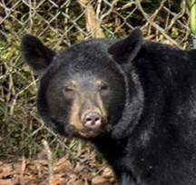 A black bear is pictured above in this file photo from Oak Ridge Today from October 2015.