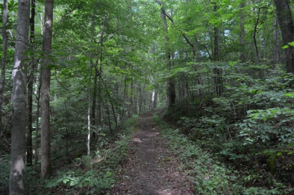 The trail in a greener season. (Photo courtesy Joe Feeman)