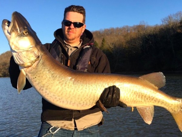 Angler Stephen Paul caught the new pending state record musky on March 2, 2017, from Melton Hill Reservoir in Knox County. The fish weighed 43 pounds, 14 ounces and measured 51 and 3/8 inches in length. (Photo by Dylan Gano)