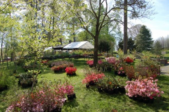 The University of Tennessee Arboretum Society’s 50th Annual Spring Plant Sale will gather the best of four local nurseries in one location. The public sale will be held on Saturday, April 8, from 9 a.m. to 2 p.m. at the UT Arboretum at 901 South Illinois Avenue (Highway 62) in Oak Ridge. The “Members Only” sale will be on Friday, April 7, from 5-7 p.m. (Submitted photo)