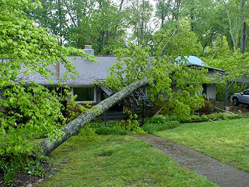 Fallen-Tree-Outer-Drive-Oak-Ridge-Storms-April-22-2017