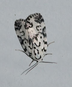 Hebrew Moth (Photo courtesy UT Arboretum Society)
