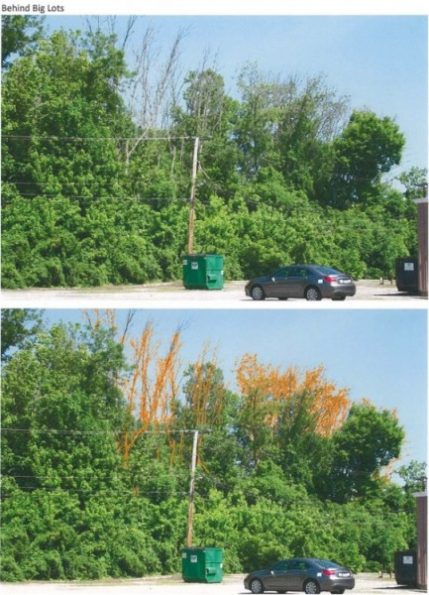 Typical ash tree locations, plus color enhancementsâ€”behind Big Lots. (Images by City of Oak Ridge)
