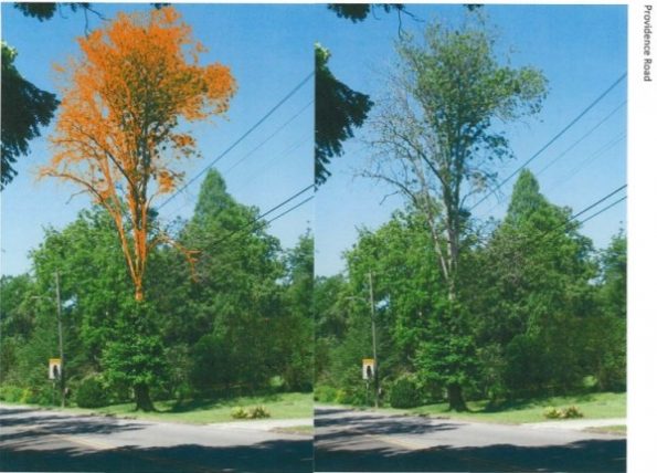 Typical ash tree locations, plus color enhancements—Providence Road. (Images by City of Oak Ridge)