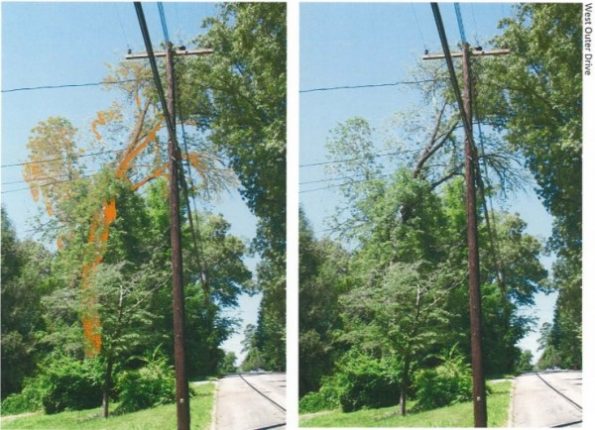 Typical ash tree locations, plus color enhancementsâ€”West Outer Drive. (Images by City of Oak Ridge)