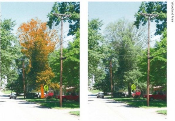 Typical ash tree locations, plus color enhancementsâ€”Woodland area. (Images by City of Oak Ridge)