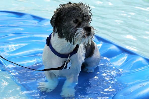 A dog enjoys the Puppy Pool Party at the Oak Ridge Outdoor Pool on Providence Road in 2016. (Photo by City of Oak Ridge)