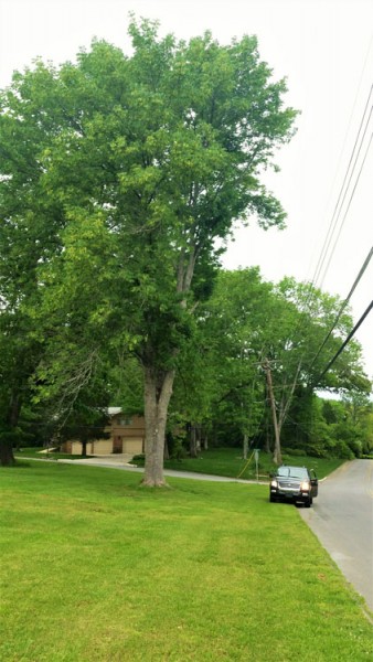 An ash tree is pictured above in Oak Ridge. (Photo courtesy City of Oak Ridge)