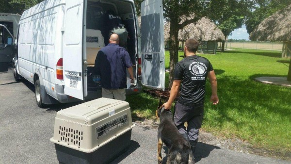 Detective Sergeant Bob Suarez, CPD K9 trainer, and K9 handlers from Knox and Loudon County are helping Miami authorities relocate 35 K9s that are possibly in the path of Hurricane Irma. The Tennessee crew is pictured here on Thursday, Sept. 7, 2017, loading the dogs and getting ready to head north. This van, a bus, and a truck are being used for the transport. The K9s will be safely sheltered in Tennessee until the storm passes by. (Photo courtesy Clinton Police Department on Facebook)