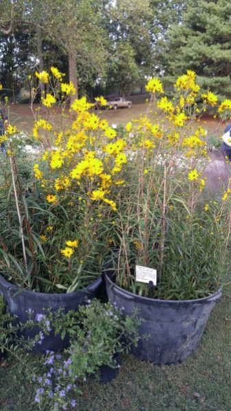 The University of Tennessee Arboretum Societyâ€™s Fall Plant Sale will be held Saturday, October 21, 2017, from 9 a.m. to 2 p.m. at the UT Arboretum in Oak Ridge. (Photo courtesy UT Arboretum Society)