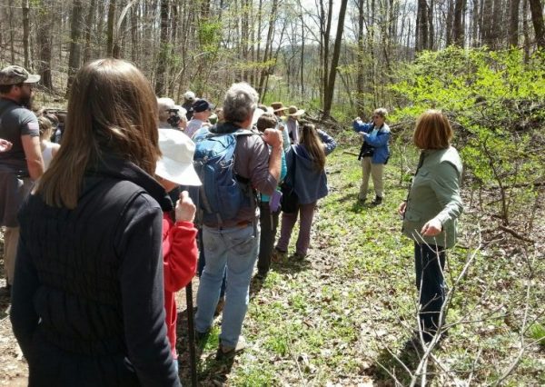 The University of Tennessee Arboretum Society will have a meet and greet followed by a spring wildflower walk at Haw Ridge Park on Saturday, May 5, 2018. Kris Light, an expert naturalist, educator, and photographer, will lead this fun, educational, and easy walk, a press release said. (Submitted photo)