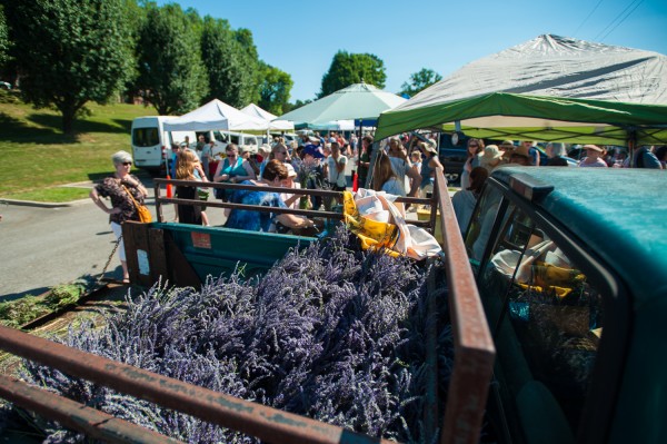 The Lavender Festival is pictured above in Jackson Square on Saturday, June 16, 2018. (Photo by Julio Culiat)