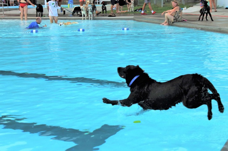 Dogs and their owners enjoy the Puppy Pool Party at the Oak Ridge Outdoor Pool on Providence Road. (Photo by City of Oak Ridge)